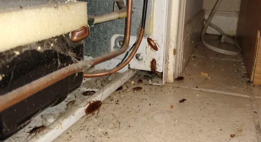 Several small German cockroaches and dark droppings on the floor and panel behind a refrigerator