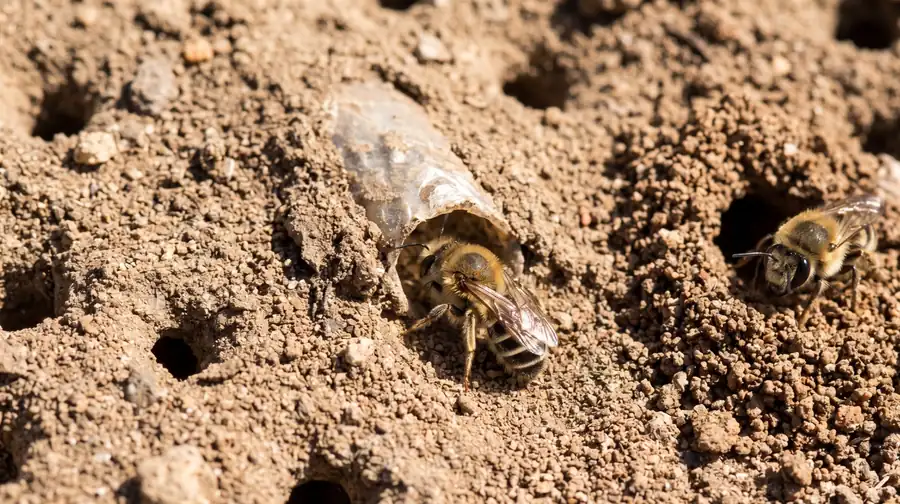 Close view of a ground-nesting bee emerging from its burrow entrance in bare packed soil, with more holes around it