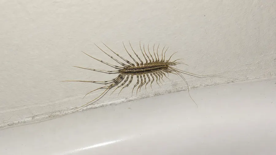 A house centipede with long banded legs on a white bathroom wall just above the edge of a bathtub