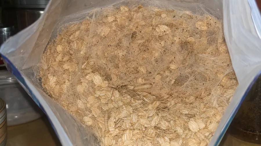 An open bag of rolled oats clumped together with silky webbing, with small cream-colored larvae