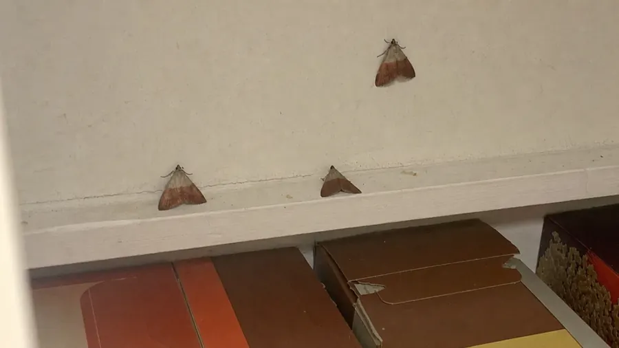 Three small moths resting on a white pantry wall and shelf edge above cereal boxes