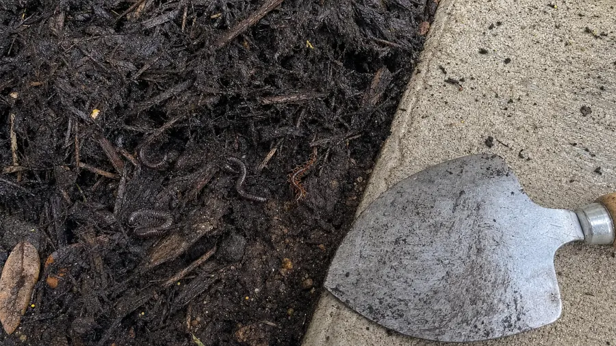 Damp mulch pulled back from a concrete slab with a garden trowel, showing millipedes and a small centipede underneath