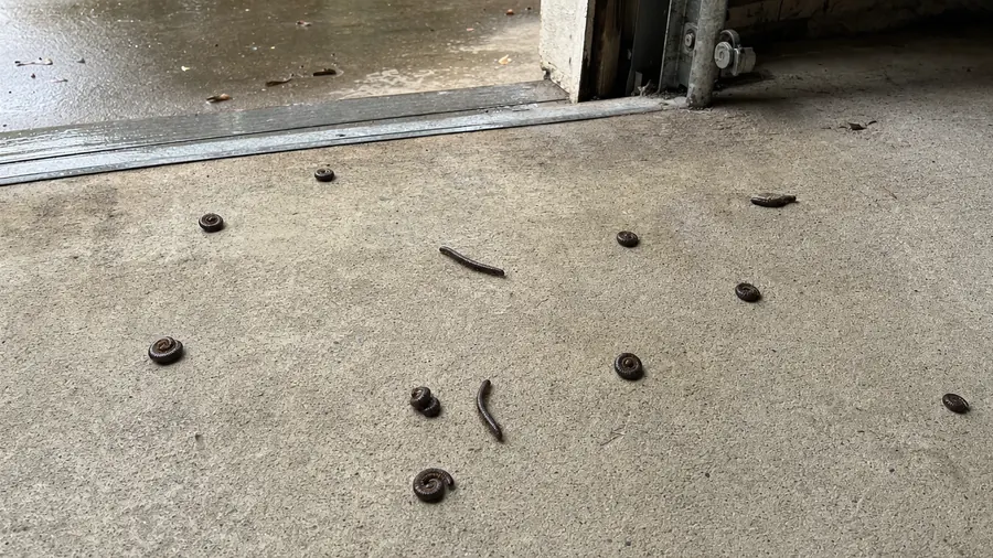 Dark brown millipedes scattered on a concrete garage floor just inside the door, several curled into tight spirals