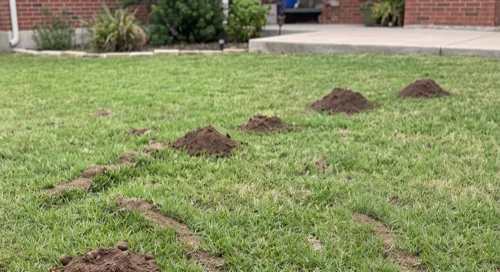 Row of fresh mole mounds of decreasing size crossing a front lawn toward a brick house