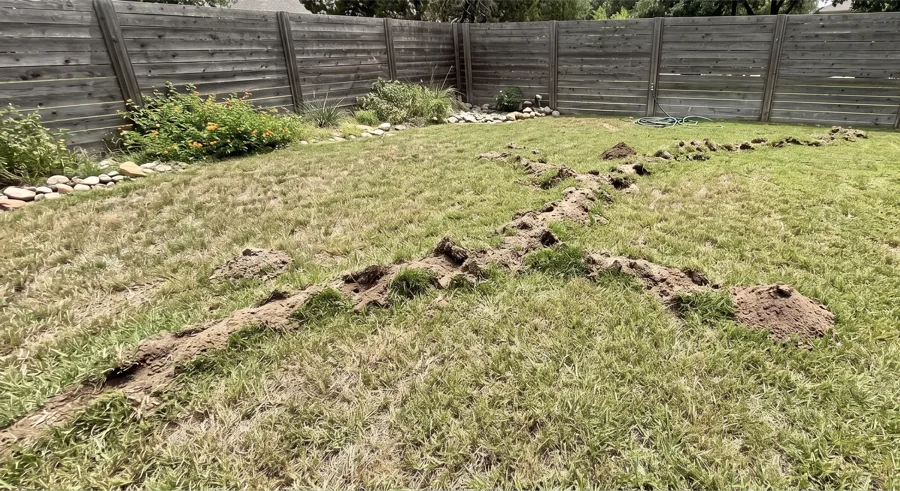 Mole tunnel ridge running across a backyard lawn from a coiled hose toward a rock landscaping border