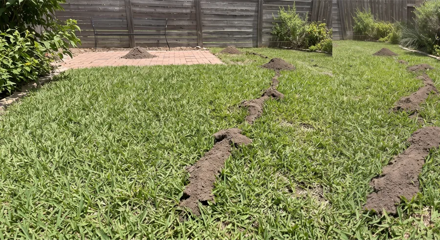 Raised mole tunnel ridge crossing a backyard lawn and ending at a paver patio edge, with a mound on the pavers