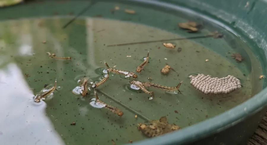 Mosquito larvae, pupae and a pale egg raft floating together in a green plant saucer of standing water