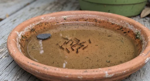 Dozens of mosquito larvae and a dark egg raft in a shallow terracotta saucer of stagnant water on a deck