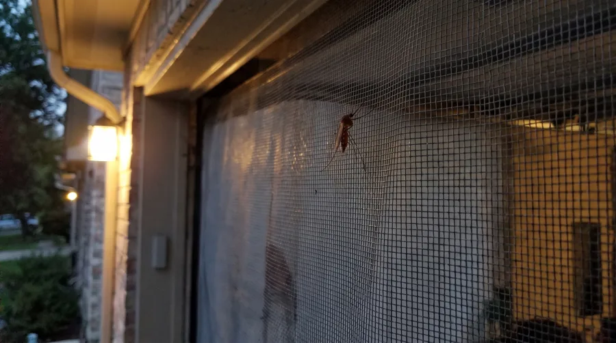 Mosquito resting on a window screen at dusk with a porch light lit in the background