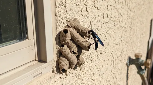 Metallic blue-black mud dauber on a cluster of mud tube cells built on stucco beside a window frame