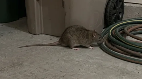 Large brown Norway rat on a garage concrete floor beside a coiled hose and a bin