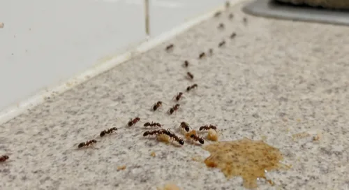 Trail of odorous house ants crossing a granite kitchen countertop toward a sticky spill and crumbs