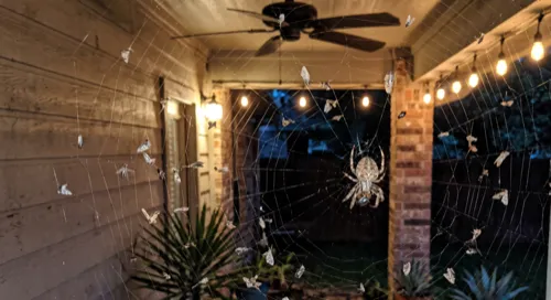 Large orb weaver spider at the center of an orb web strung across a covered back patio at night, lit by string lights