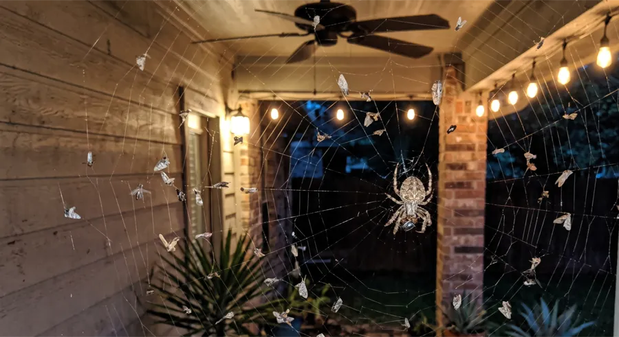 Large orb weaver spider at the center of an orb web strung across a covered back patio at night, lit by string lights