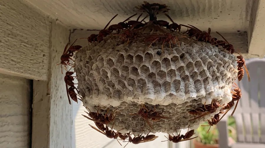 Mature paper wasp nest under a porch ceiling with more than twenty red wasps covering the comb