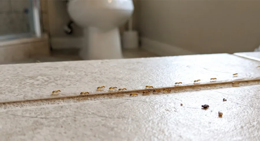 Trail of small amber colored pharaoh ants along the edge of a bathroom countertop with a toilet in the background