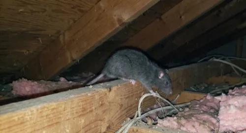 Roof rat walking along an attic joist beside electrical cabling and fibreglass insulation