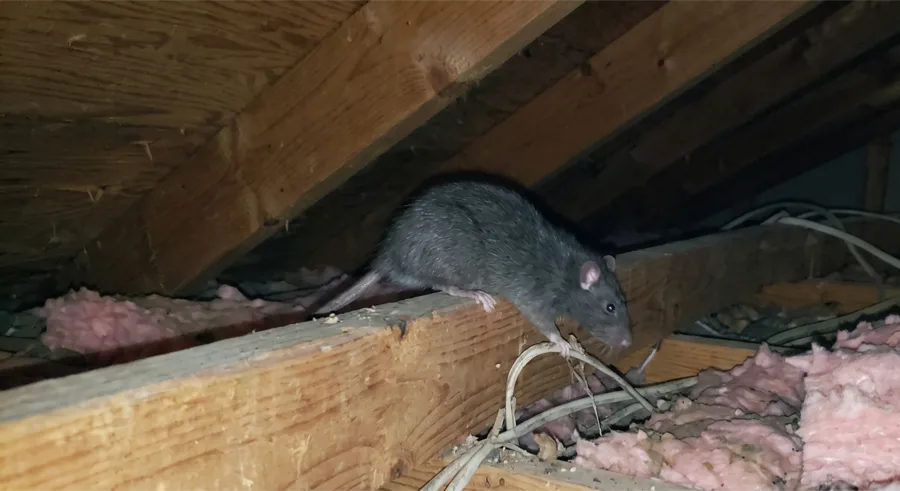Roof rat walking along an attic joist beside electrical cabling and fibreglass insulation