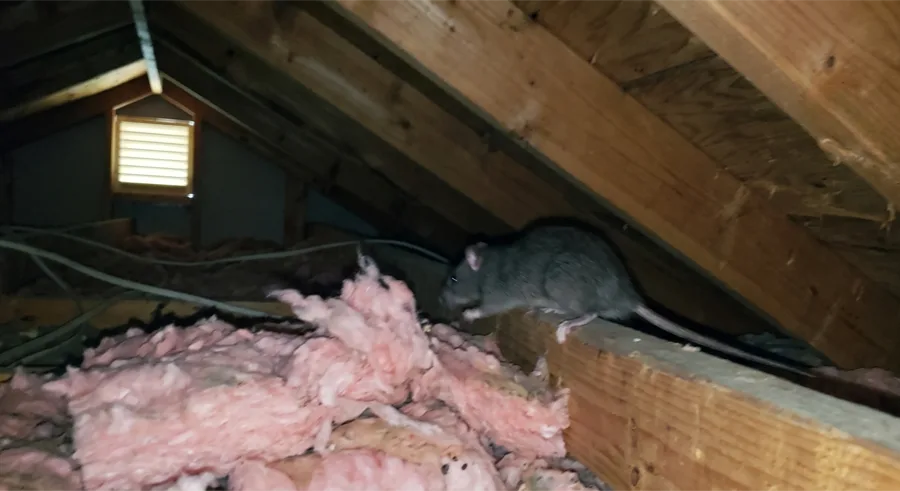 Roof rat on an attic rafter above pink fibreglass insulation, with a gable vent behind it