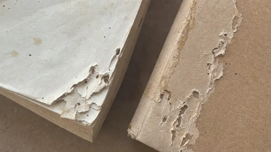 The edge of a book page and a sheet of cardboard with ragged holes and scraped patches eaten into the surface