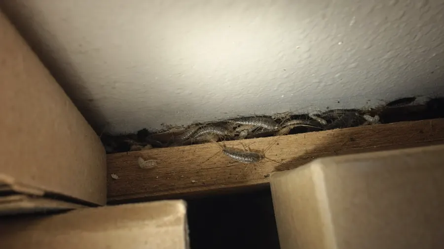 Silverfish and pale shed skins in the crack between a closet shelf and the wall behind stored boxes