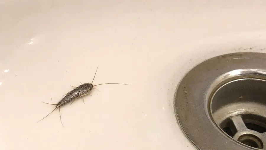 A silvery-gray silverfish with long antennae and three tails on the white enamel of a bathtub near the drain