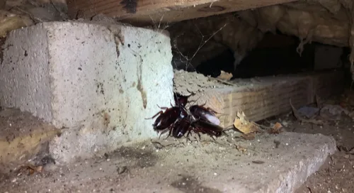 Cluster of dark smokybrown cockroaches sheltering on a concrete pier in a crawl space under a deck, with insulation and webbing above