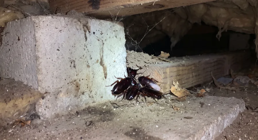 Cluster of dark smokybrown cockroaches sheltering on a concrete pier in a crawl space under a deck, with insulation and webbing above