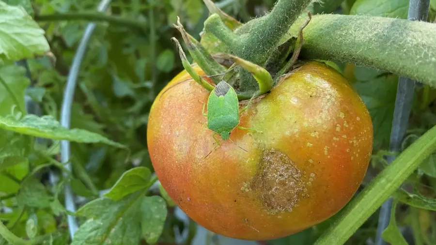 A bright green stink bug on a ripening tomato with pale blotchy spots and a hard scarred patch