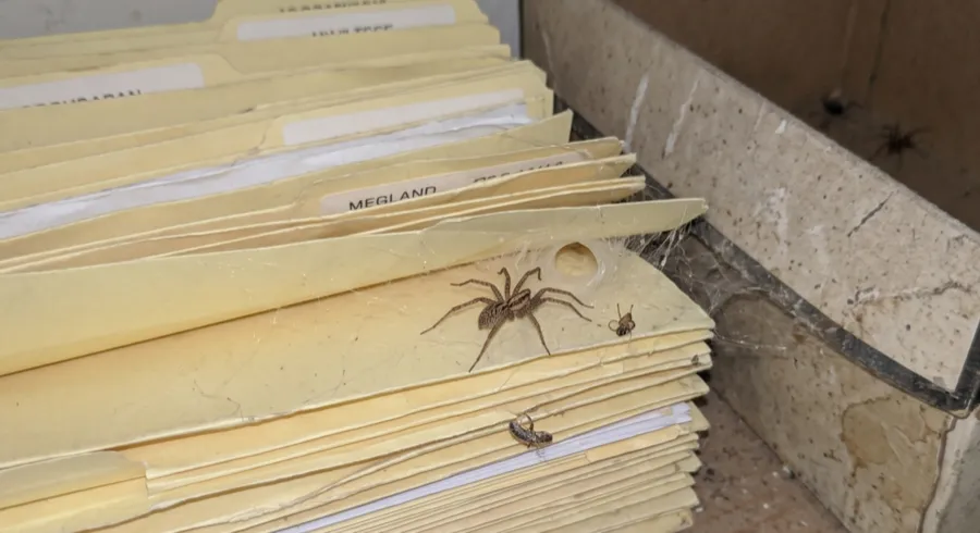 Brown patterned spider resting on stacked manila file folders inside a storage box, with a captured insect beside it