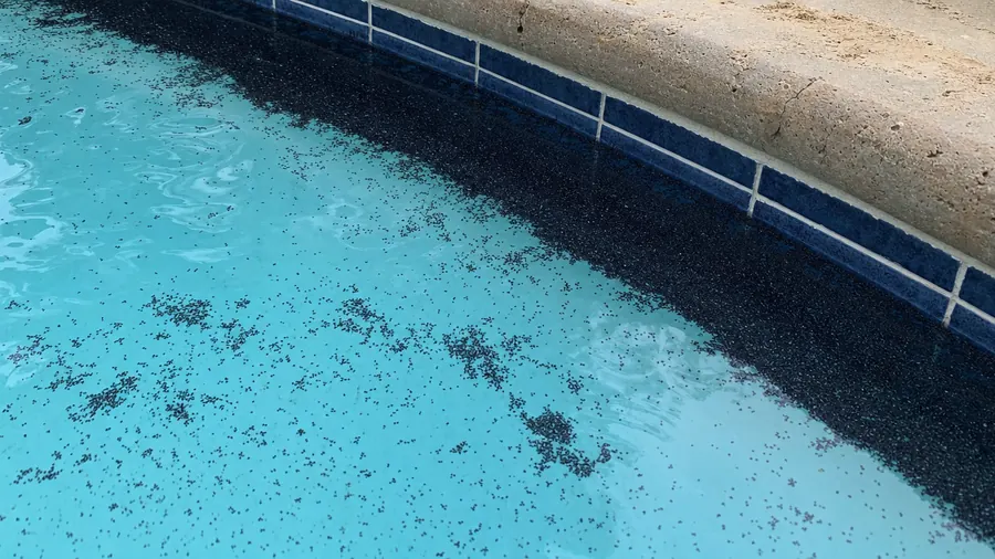 A mat of tiny dark springtails floating on the water along the tile edge of a swimming pool