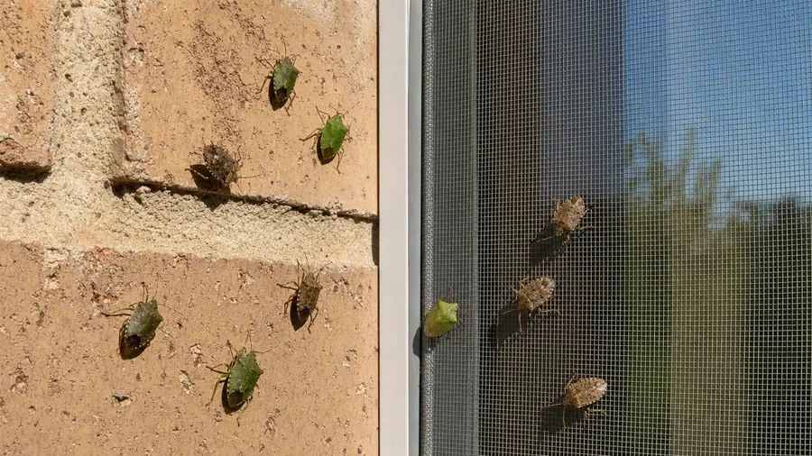A cluster of green and brown shield-shaped stink bugs resting on a sunny brick wall and a window screen
