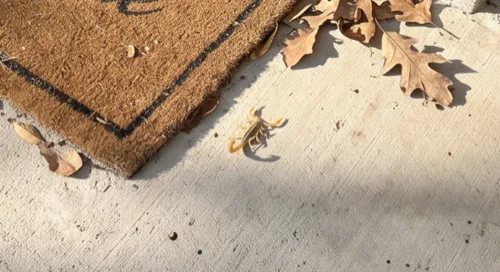 Striped bark scorpion on a sunlit concrete porch beside a coir doormat and dry oak leaves