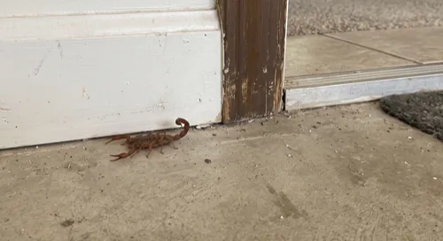 Striped bark scorpion on a garage floor pressed against a white painted door frame beside a worn threshold