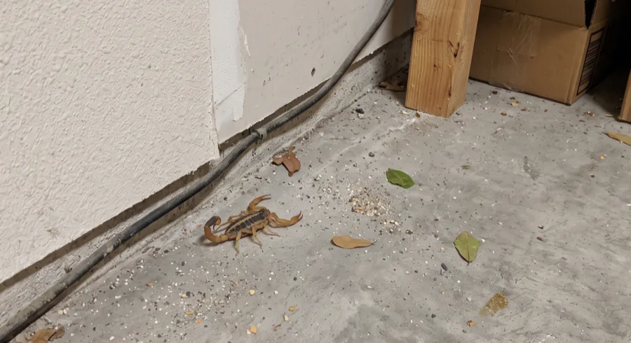 Striped bark scorpion on a garage concrete floor at the joint where the slab meets the wall, near a cable and stored boxes