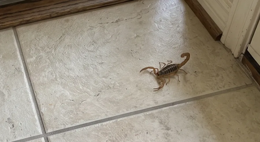 Striped bark scorpion on tile flooring beside an interior door frame and wooden trim