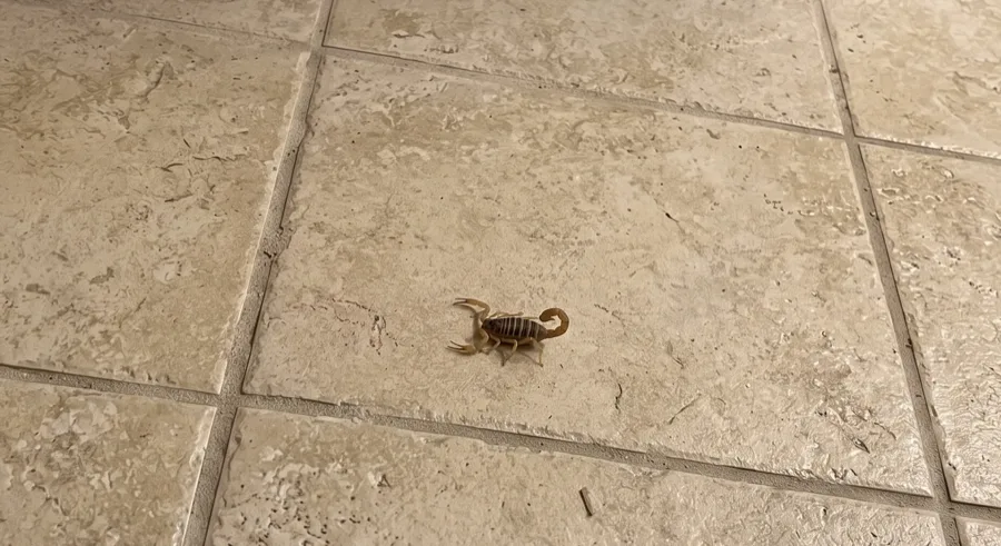 Striped bark scorpion in the open on a travertine tile floor indoors
