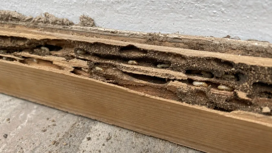 A pine baseboard pulled from a wall, hollowed out along the grain into galleries packed with dried mud, with pale worker termites inside
