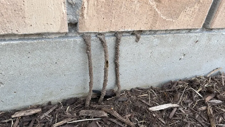 Three pencil-width brown termite mud tubes climbing from the mulch up a concrete slab foundation onto the brick, one broken open to show it is hollow
