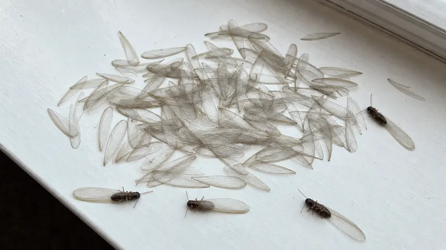 A pile of pale translucent termite swarmer wings, all the same size, with a few dead dark brown winged termites on a white windowsill