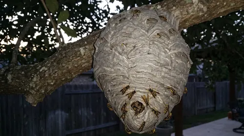 Large gray paper yellowjacket nest built around a tree branch at dusk with workers at the entrance hole