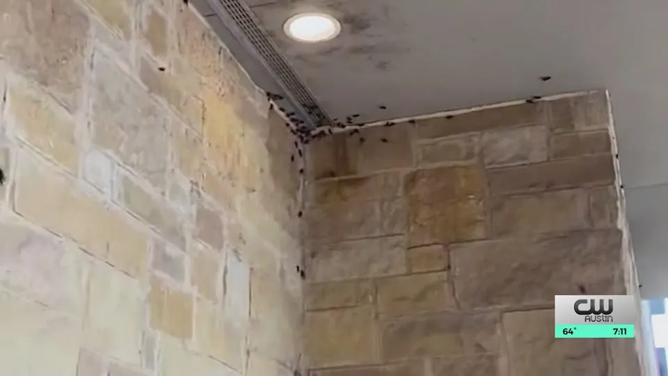 News video still of dozens of crickets crawling up a limestone wall into the corner under a porch ceiling light