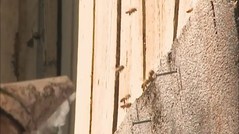 Still from a KXAN news report on an Africanized bee attack in Austin