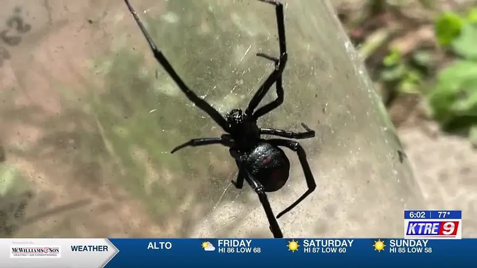 Still from a KTRE news report on black widow spiders entering their active season