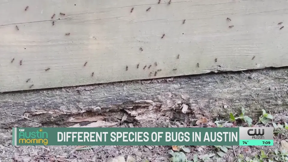 A still from the KXAN segment under the banner Different species of bugs in Austin, over a wooden board covered in small winged insects