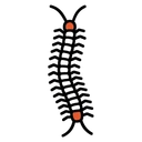 Centipedes control