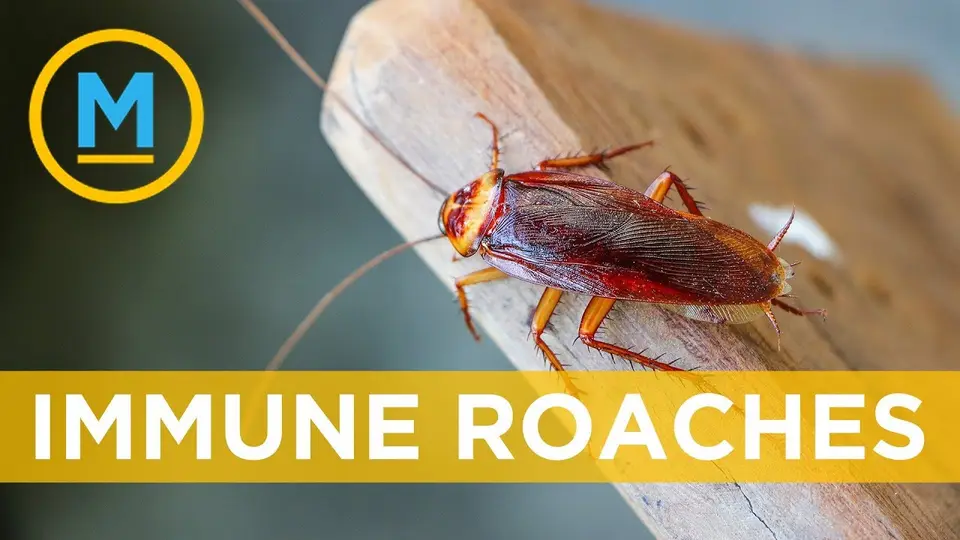 Still from a CTV Your Morning segment on cockroaches becoming resistant to sprays