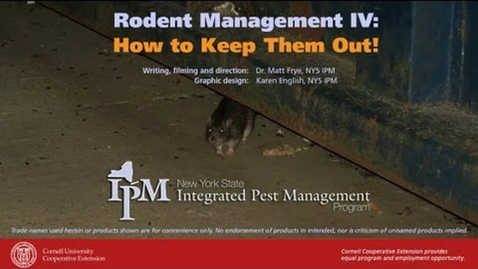 Title card of the Cornell IPM video Rodent Management IV: How to Keep Them Out, over a photo of a rat on a concrete floor