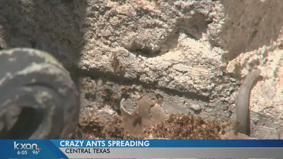 Still from a KXAN news report on crazy ants in Travis County