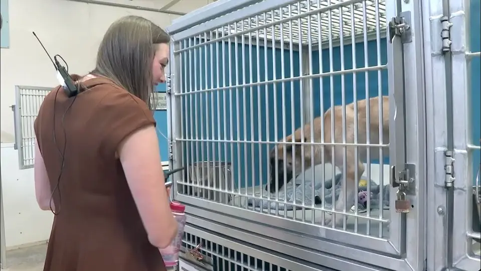 Still from a 25 News KXXV report at the Aggieland Humane Society showing a dog in a shelter kennel